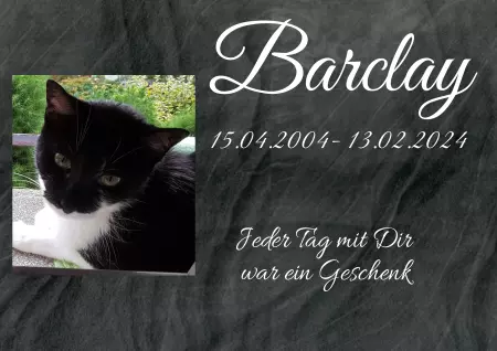 Katzen Barclay Bild