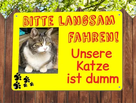 Katzen Bitte langsam fahren Bild