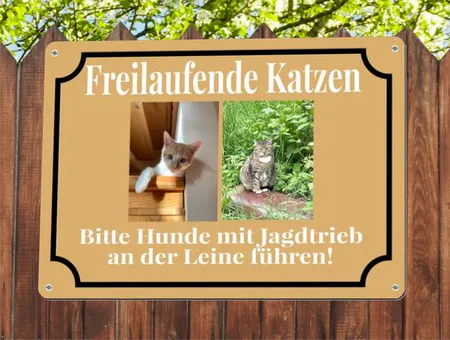 Katzen Freilaufende Katzen Bild