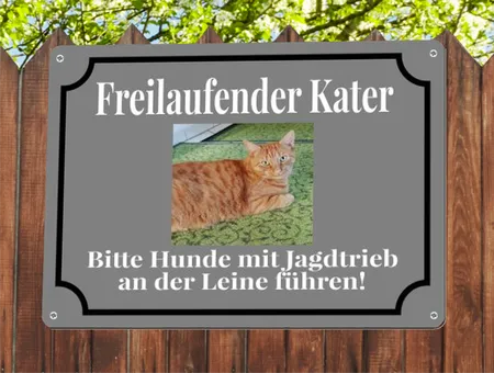 Katzen Freilaufender Kater Bild