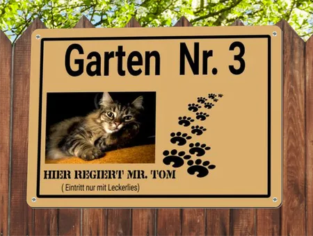 Katzen Hier regiert Mr. Tom Bild