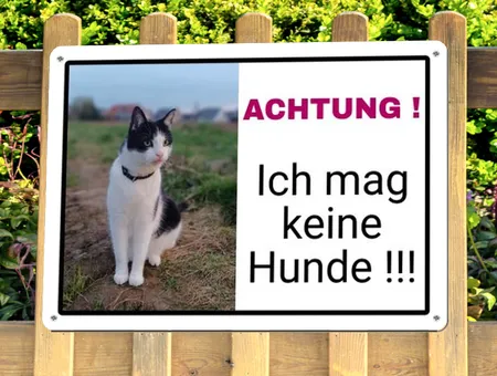Katzen Ich mag keine Hunde !!! Bild