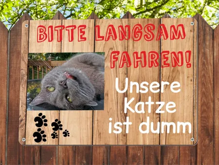  Katzen Langsam fahren!! Bild