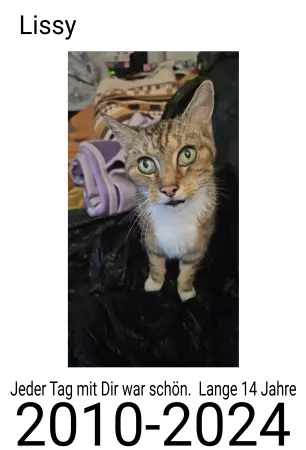 Katzen Lissy Bild