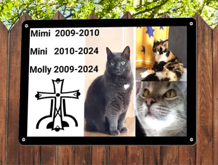 Katzen Mimi, Mini, Molly Bild