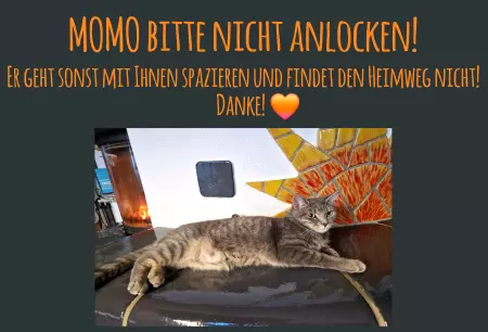 Katzen MOMO BITTE NICHT ANLOCKEN! Bild