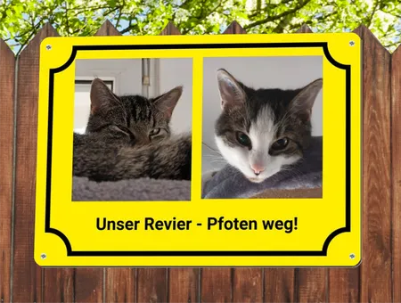  Katzen Pfoten weg! Bild