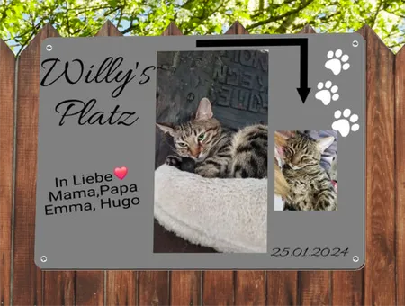 Katzen Willy´s Platz Bild