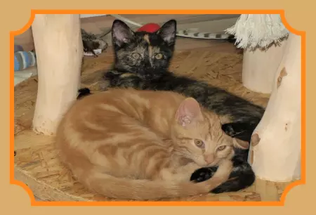 Katzen zwei Katzen Bild